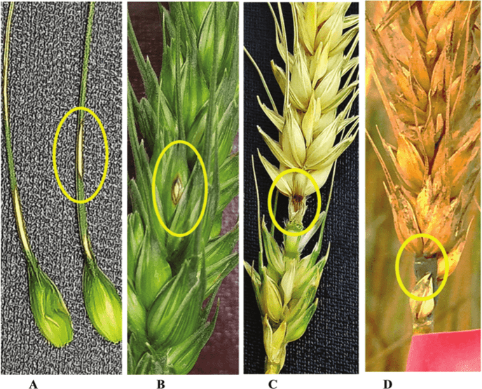 Buğdada boş sünbül yaranmasının səbəbləri.